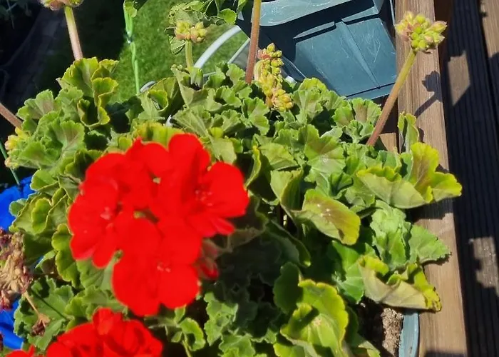 Ferienwohnung Annett * Bohlen (Saxony)